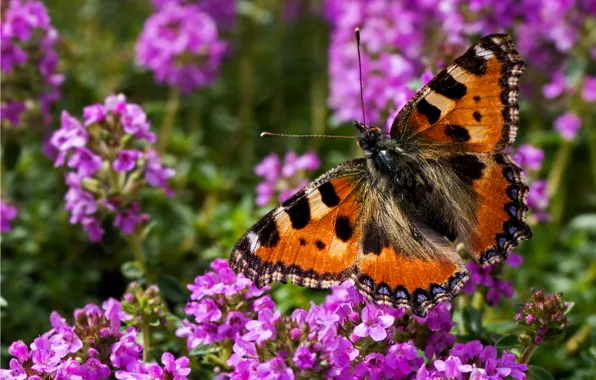 Картинка лето, цветы, бабочка, крылья, насекомое