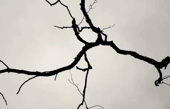 Картинка фон, дерево, ветка