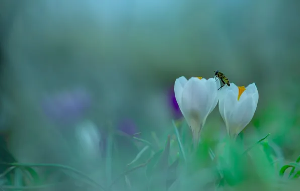 Картинка цветы, весна, крокусы, насекомое, белые