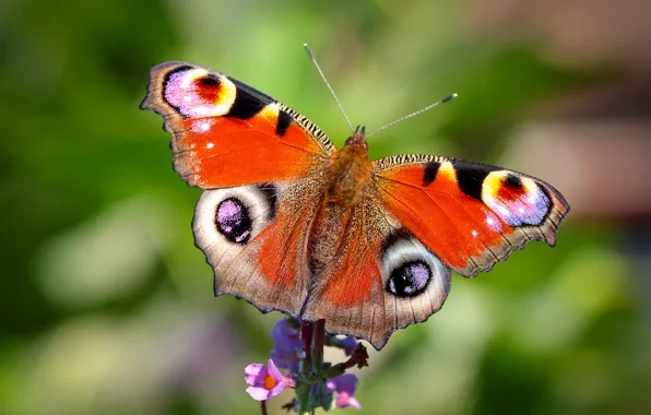 Картинка цветок, макро, бабочка, Павлиний глаз