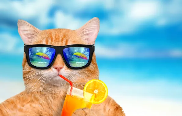 Картинка море, кот, отражение, синева, фон, апельсин, юмор, зонт, сок, рыжий, очки, коктейль, трубочка, боке