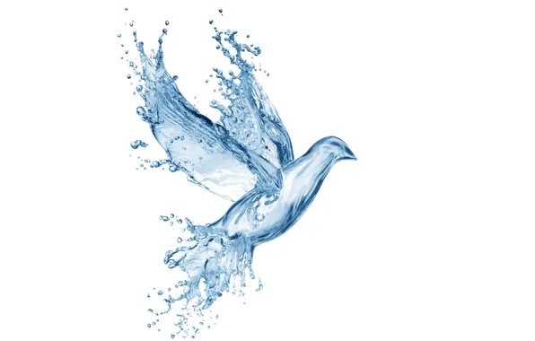 Картинка вода, капли, брызги, креатив, рисунок, голубь, всплеск, арт, Water, art, splash, drops, dove, pigeon, drawing, …