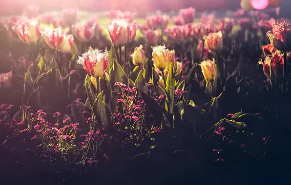 Картинка цветы, природа, тюльпаны