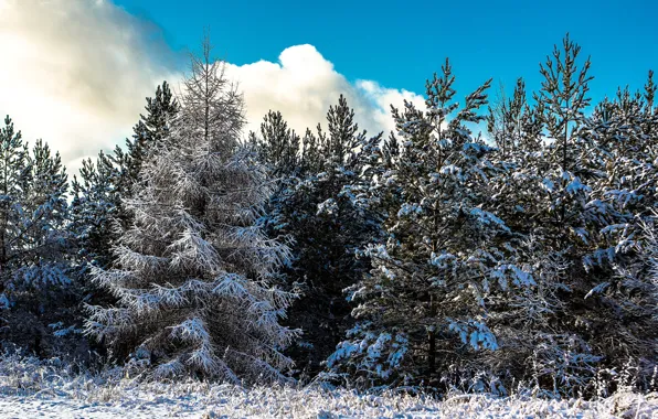 Картинка зима, лес, небо, облака, снег, деревья, солнечно