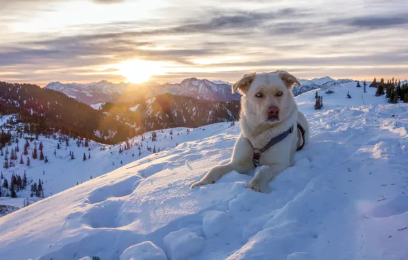 Картинка зима, снег, горы, природа, собака, Австрия, Альпы, пёс, Austria, Alps
