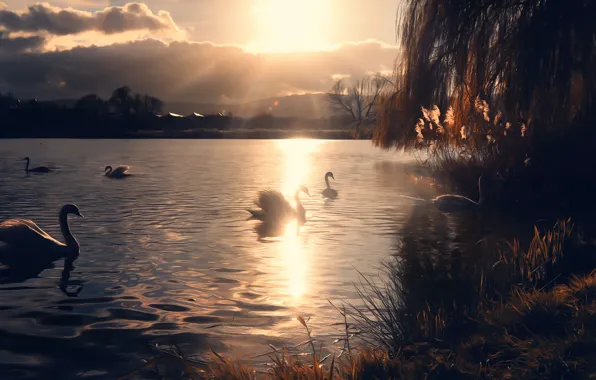 Картинка солнце, озеро, лебеди, Miss Froggi
