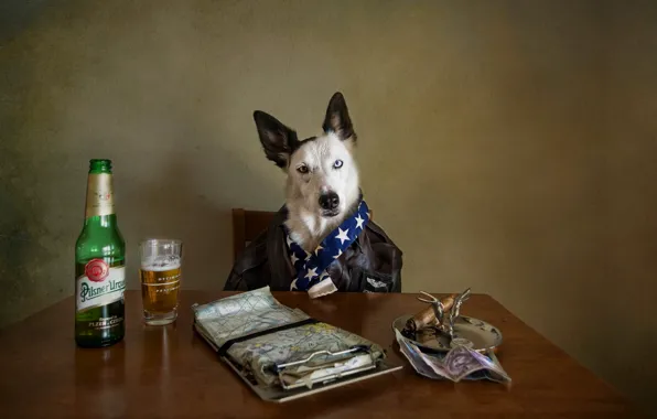 Картинка взгляд, пиво, собака