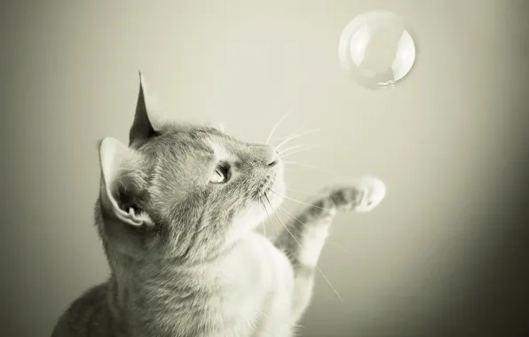 Картинка кот, игра, пузырь