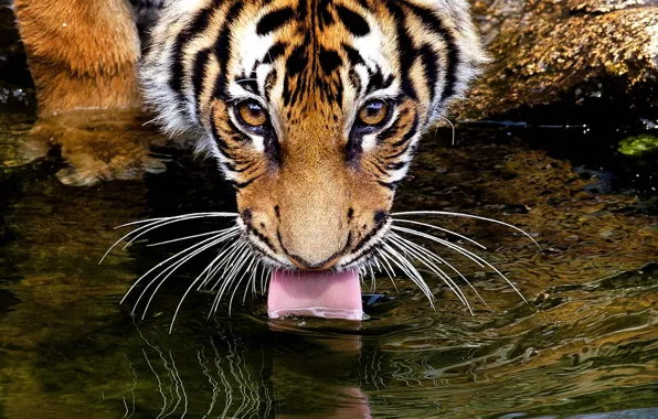 Картинка язык, глаза, усы, взгляд, вода, тигр, tiger, пьёт