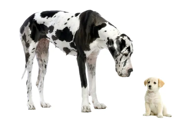 Картинка щенок, Собаки, дог