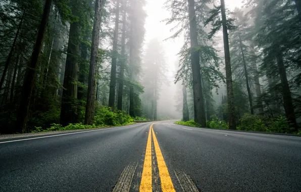 Картинка дорога, лес, деревья, природа, туман, разметка, шоссе, США, Северная Америка, секвойи