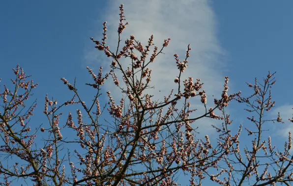 Картинка весна, почки, цветущий абрикос, дерево небо