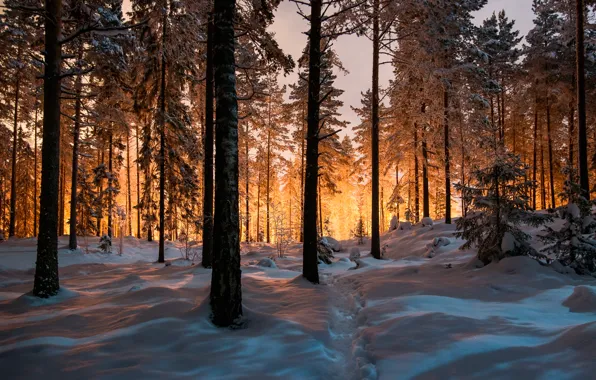Картинка зима, лес, снег, тропа