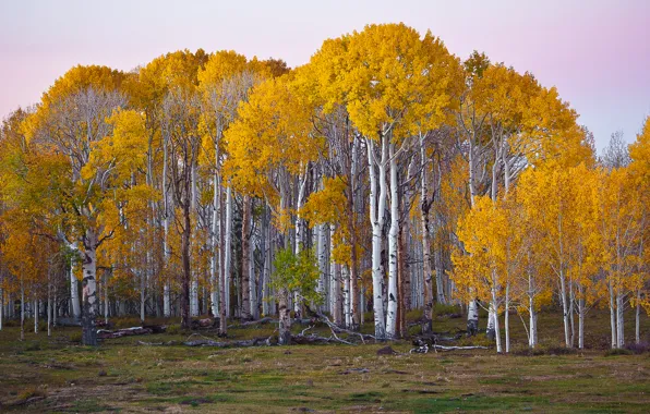 Картинка осень, лес, деревья, березы, Юта, США