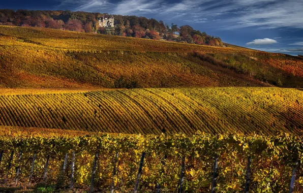 Картинка France, Champagne, vineyards