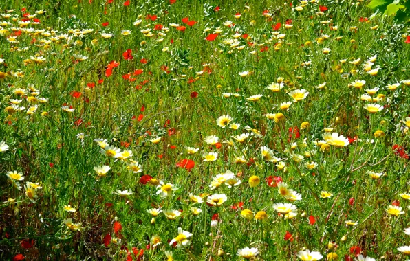 Картинка поле, трава, цветы, маки, ромашки, луг