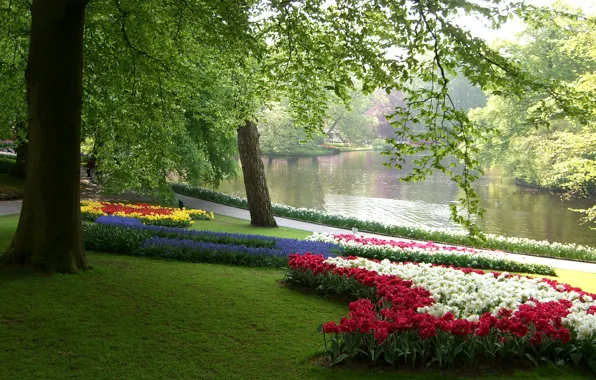 Картинка зелень, трава, листья, деревья, цветы, ветки, пруд, парк, тюльпаны, Нидерланды, разноцветные, нарциссы, клумбы, Keukenhof