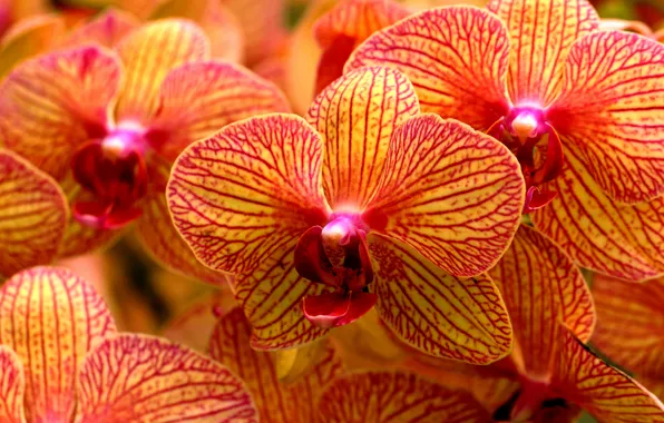 Картинка макро, лепестки, орхидеи, Фаленопсис