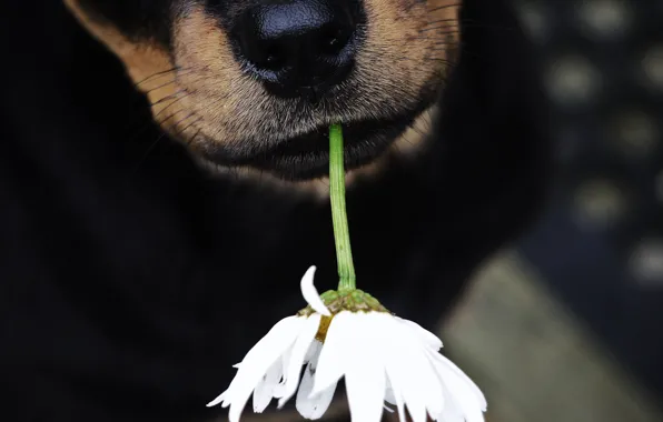 Картинка цветок, собака, нос, пёс