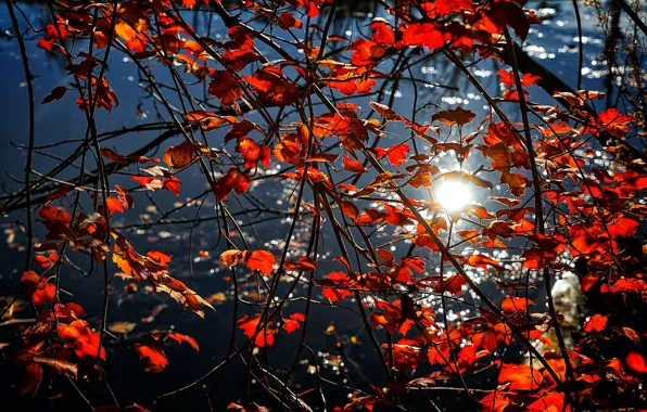 Картинка осень, листья, вода, ветки, отражение, багрянец