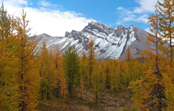 Картинка trees, autumn, mountains, snow, Rockies