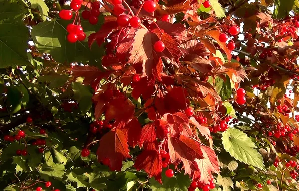 Картинка осень, листья, фон, куст, ягода, обложка, Калина красная