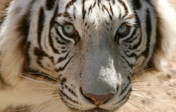Картинка white, Tiger, look, head