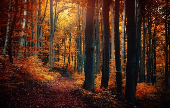 Картинка осень, лес, листья, деревья, природа, желтые, оранжевые, тропинка