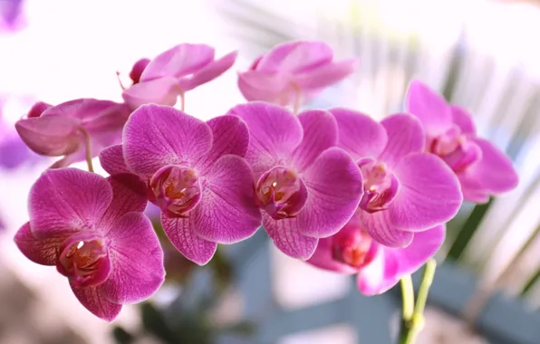 Картинка лепестки, цветение, фиолетовая, орхидея, цветки
