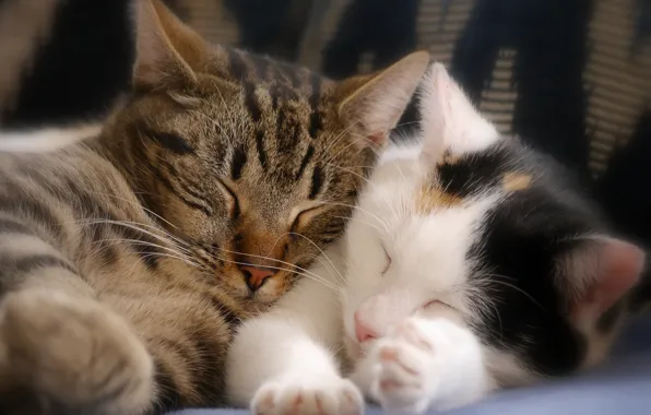 Картинка сон, котята, парочка, спящие котята