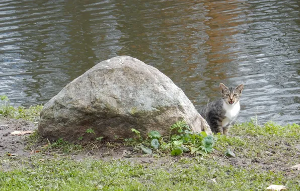 Картинка кошка, кот, озеро, пруд, река, дерево, widescreen, обои, камень, wallpaper, широкоформатные, background, обои на рабочий …