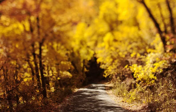 Картинка дорога, осень, листья, солнце, деревья, тень