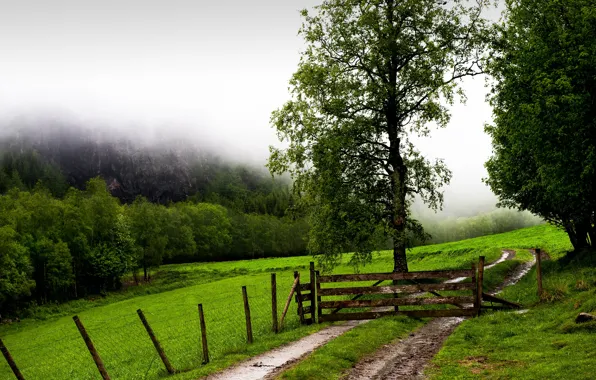 Картинка поле, туман, забор, ворота