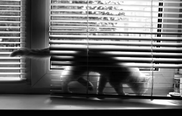 Картинка кошка, окно, жалюзи, чб
