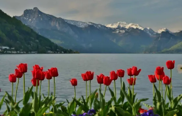 Картинка горы, озеро, весна, Австрия, тюльпаны