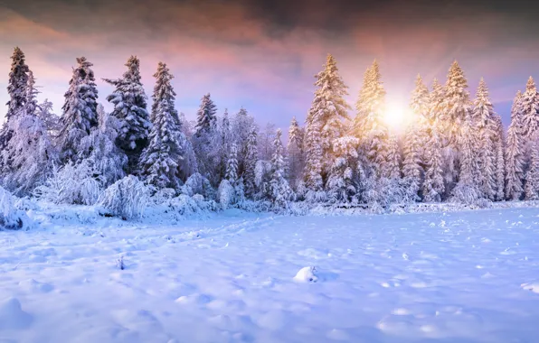 Картинка зима, солнце, снег, елки, landscape, winter, snow