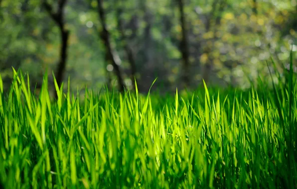 Картинка трава, зеленая, боке, весна-лето