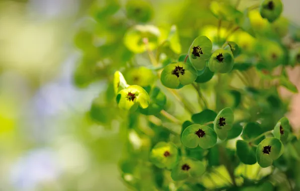 Картинка растение, зеленые, цветки, Euphorbia, Молочай