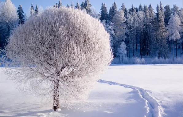 Картинка зима, иней, лес, снег, природа, дерево