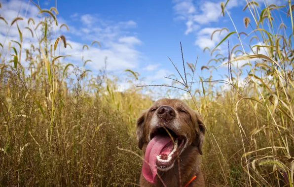 Картинка поле, друг, животное, собака, высунул язык