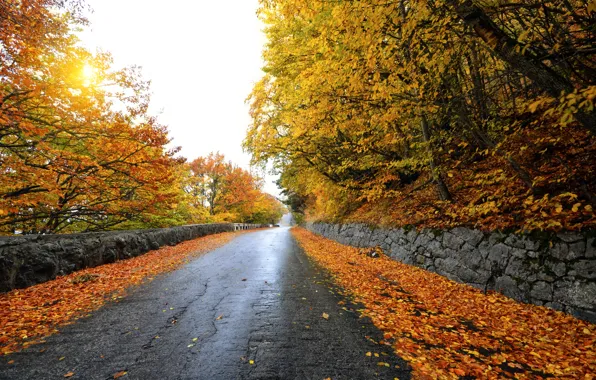 Картинка дорога, осень, листья, солнце, деревья, желтые