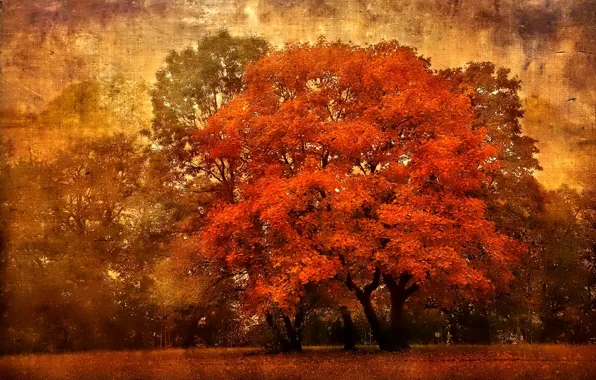 Картинка осень, небо, листья, деревья, холст