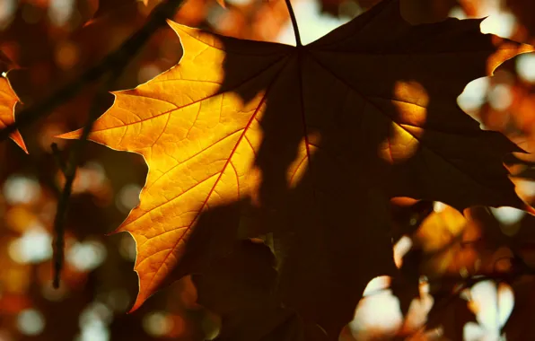 Картинка листья, солнце, макро, фон, widescreen, обои, тень, желтые, листик, wallpaper, листочек, широкоформатные, background, полноэкранные, HD …