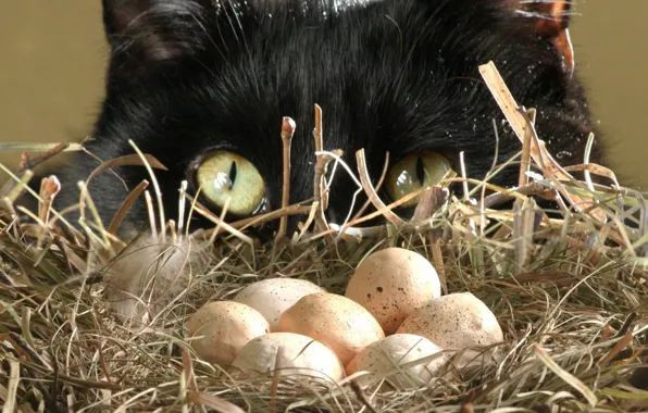 Картинка яйца, Кошак, гнездо