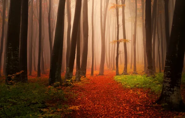 Картинка осень, лес, деревья, фото