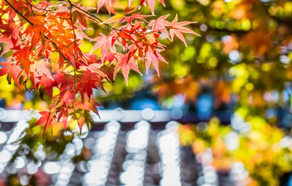 Картинка осень, листья, макро, блики, дерево, фокус, размытость, Клен, красные