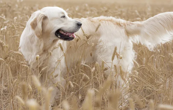 Картинка поле, собака, колосья, золотистый ретривер, голден ретривер