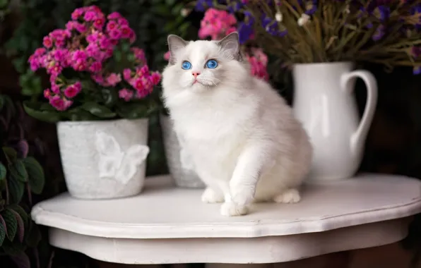 Картинка кошка, цветы, голубые глаза, Рэгдолл