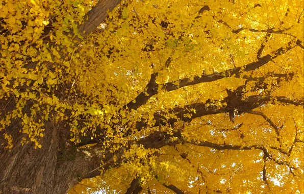 Картинка Дерево, Осень, Листья, Nature, Fall, Tree, Autumn, Yellow, Leaves, Жёлтые