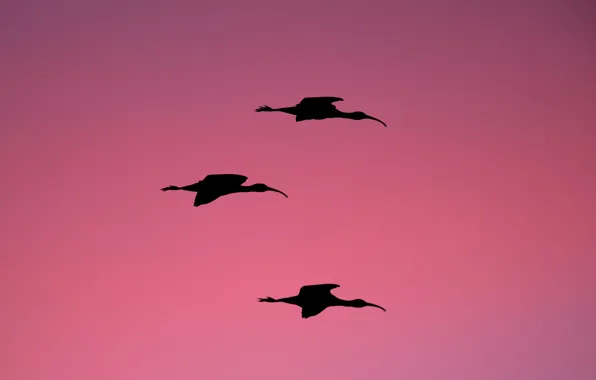 Картинка twilight, dusk, wildlife, silhouettes, ibises